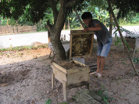 Theo thống kê, toàn huyện Tiên Yên hiện có hơn 200 hộ nuôi ong  với gần 2.000 đàn,  sản lượng mật bình quân khoảng 10 tấn/năm.