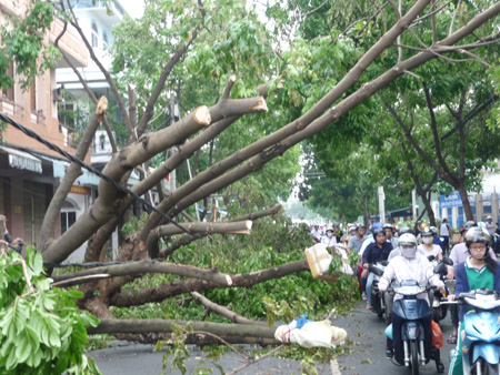 Cơn bão số 11 đã làm đứt, hở nhiều tuyến dây điện của thành phố Đà Nẵng