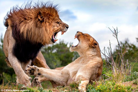 Sư tử đực xù lông định đoạt mạng sư tử cái