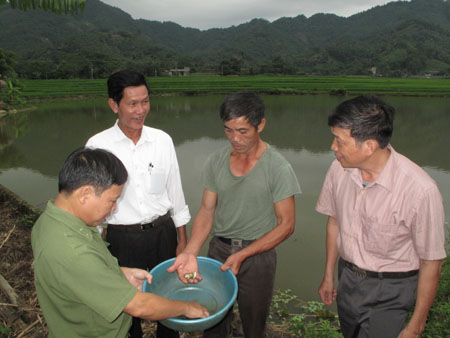 Kiểm tra sinh trưởng của cá giống tại CLB Thủy sản xã Xuân Viên.