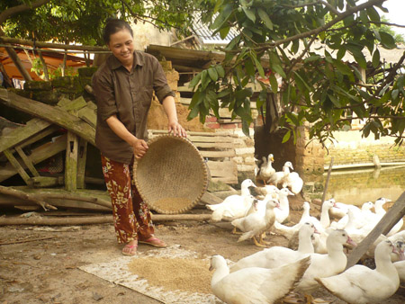 Mỗi năm đàn gia cầm mang về cho  vợ chồng bà Linh hàng trăm triệu đồng.