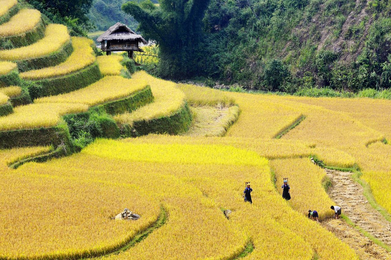 Khi những bông lúa vụ mùa chuyển màu óng ả, khoe sắc trên nương, bà con dân bản Tày lại cùng nhau tổ chức bày tiệc làm lễ mừng được mùa lúa.