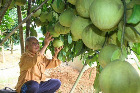 Mỗi cây bưởi của ông Hùng đều đạt kỷ lục về số quả.