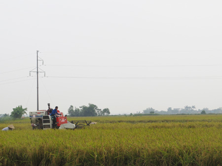 Vụ mùa 2013 - Nông dân xã Vũ Lạc, Kiến xương, Thái Bình đang thu hoạch lúa BC15