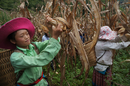 Người dân xã Mản Thẩn, huyện Si Ma Cai, tỉnh Lào Cai thu hoạch ngô