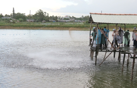 Nuôi cá điêu hồng tại hợp tác xã (Nguồn aanhr: Báo Đồng Tháp)