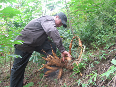 Người dân huyện Tân Sơn, tỉnh Phú Thọ trồng sắn để làm xăng sinh học nhưng không bán được. 