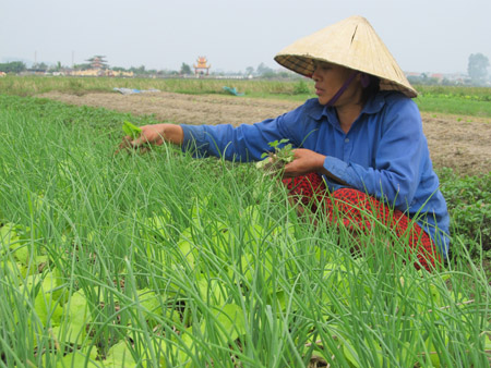 Trồng rau để cung cấp  cho thị trường thành phố,  giúp bà con nông dân phường Quảng Thành thoát nghèo.