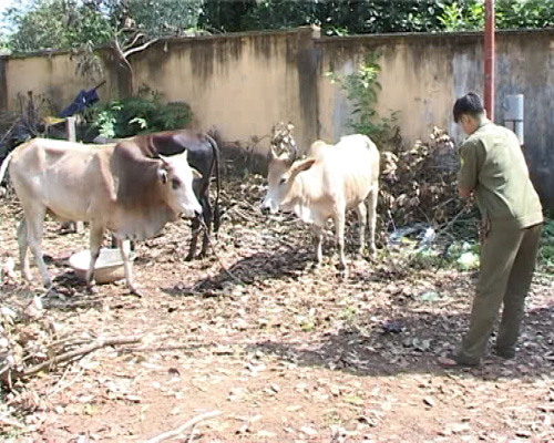 Ba con bò nghi bị trộm đang được tạm giữ tại Công an H.Thống Nhất  (Ảnh: TNO)