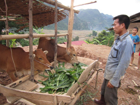 Nông dân xã Chiềng Khoang, huyện Quỳnh Nhai (Sơn La)  nuôi trâu bò nhốt chuồng đạt hiệu quả cao.