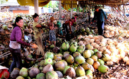 Điểm thu mua dừa nguyên liệu tại huyện Mỏ Cày Nam, Bến Tre