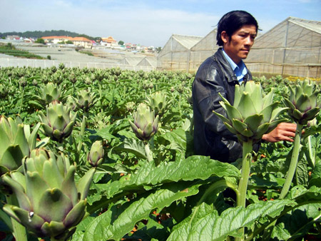Cây actisô đang được trồng khá nhiều ở tỉnh Lâm Đồng