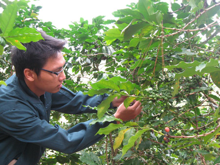 Giá xuống thấp, nông dân trồng cà phê đang đối mặt với lỗ vốn. 
