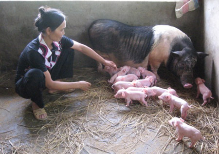 Chăm sóc  lợn đẻ  đúng quy trình sẽ giúp phòng tránh tốt dịch bệnh. 