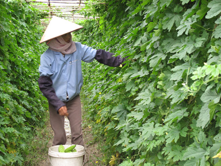 Trồng khổ qua  khá đơn giản nhưng lại cho thu nhập cao. 