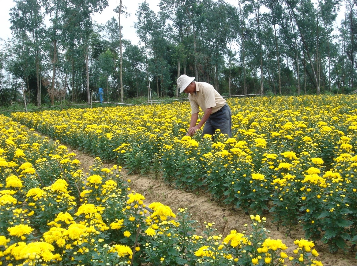 Sau 3 năm triển khai thực hiện, nguồn vốn tín dụng nông nghiệp, nông thôn đã phát huy được hiệu quả tích cực trong việc cải thiện nguồn thu của nông dân.