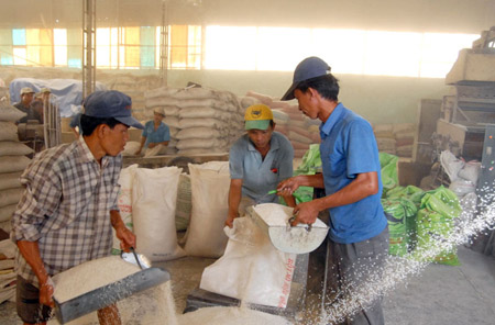 Do thiếu thị trường, giá gạo thấp nên các doanh nghiệp đã điều chỉnh mục tiêu xuất khẩu gạo.