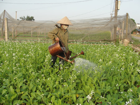 Nông dân chăm sóc ruộng rau.