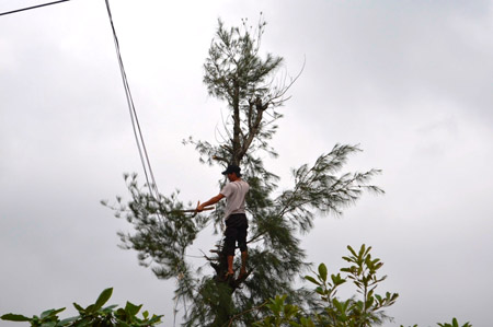 Người dân trèo cây chặt tỉa cành tránh bão không bảo hộ rất nguy hiểm .