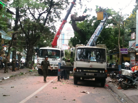 17h00 chiều 10.11 nhân viên Cty Công viên cây xanh đang tiến hành cưa đổ một cây xà cừ lớn có nguy cơ gãy đổ khi có gió lớn tại phố Nguyễn Biểu