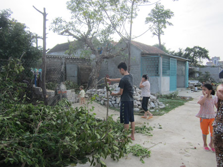 Chặt cây chống bão tiềm ẩn nguy cơ mất an toàn.