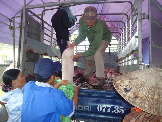 Bà con nông dân đang nhận lợn nái giống.