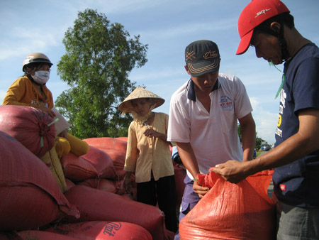 Lúa bất ngờ tuột giá khiến nhiều nhà nông ở Trà Vinh lo lắng.  