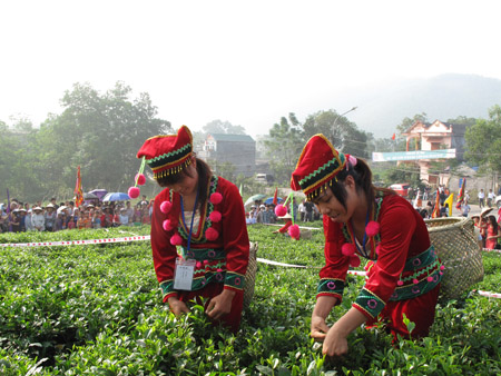 Các thí sinh trong phần thi “Hái chè”.