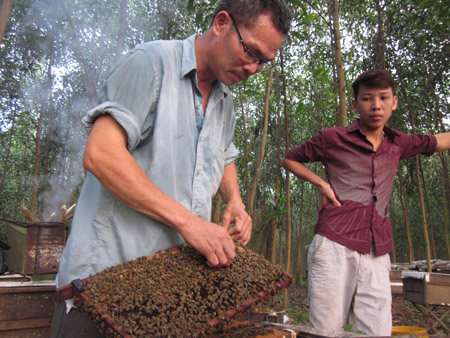 Mỗi năm ong mang về cho  anh Phước hơn 400 triệu đồng lãi.