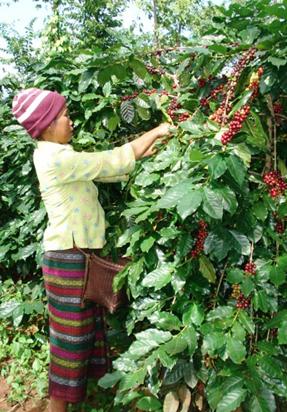 Người trồng cà phê ở Huế đang lao đao.