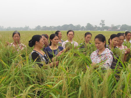 Giáo viên nghiệm thu mô hình trồng lúa nếp cái hoa vàng  theo phương pháp cải tiến SRI.