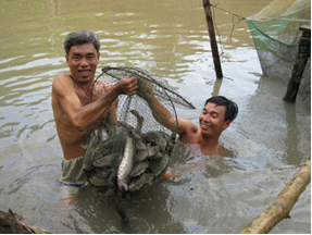 Thu hoạch cá lóc ở Hải Phòng. 