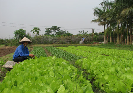 Mô hình trồng rau an toàn ở xã Sơn Đông đang mang lại hiệu quả kinh tế cao.