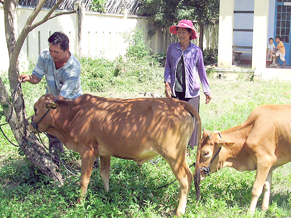 Các hộ dân thôn Phước Lập (xã Phước Nam) nhận bò. (Ảnh: Báo Ninh Thuận)