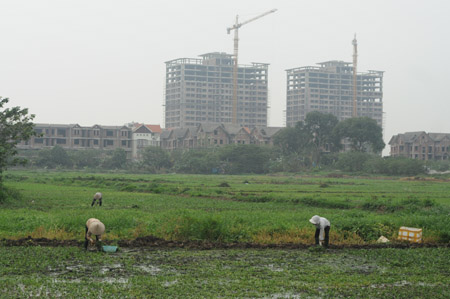 Ruộng ở gần các khu đô thị bị bỏ hoang vì không đủ điều kiện sản xuất.