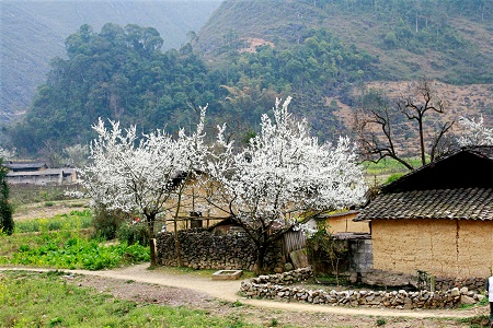 Sắc xuân trên cao nguyên đá.