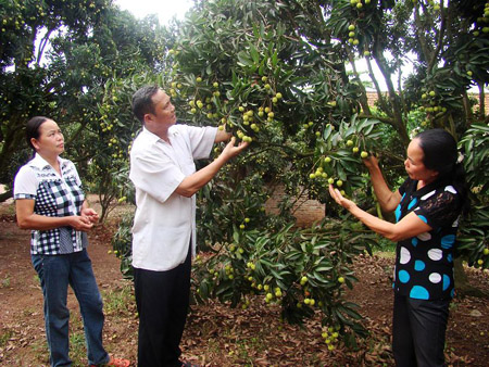 Phân bón đa yếu tố NPK Văn Điển giúp điều chỉnh độ pH thích hợp cho cây phát triển.