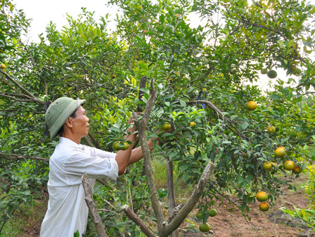 Người dân xã Đắc Sở (Hoài Đức, Hà Nội)  tập trung cắt tỉa cành, vệ sinh vườn cam.