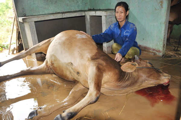 Chị Dương Thị Duyên, xã Hành Thiện, bật khóc bên con bò trị giá hơn 20 triệu đồng chết ngạt trong nước lũ