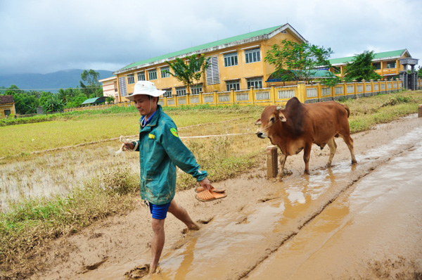 Cũng có người may mắn khi con bò của họ thoát chết trong lũ. Ông Tuấn, xã Hành Thiện, sau một buổi đi tìm đã tìm thấy con bò của ông bị dòng nước lũ cuốn trôi đi hơn 2 km