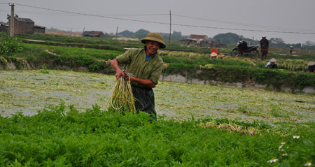 Ông Nguyễn Văn Cát ở thôn Đại Thắng có thu nhập cao nhờ rau cần.