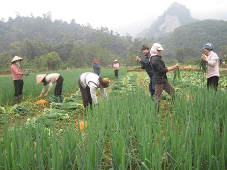 Trong trường hợp hành sinh trưởng xấu có thể dùng Super hume  để phun lên hành.