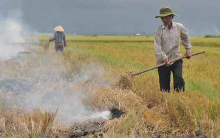 Tái cơ cấu nông nghiệp là cách thức để đưa ngành này phát triển nhanh  (ảnh nông dân Hải Lăng, Quảng Trị thu nhập từ trồng lúa không xứng với công sức).