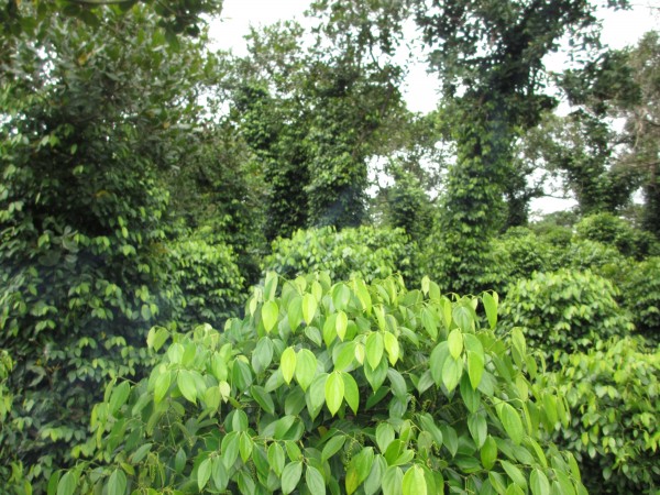 Một vườn tiêu trồng xen dưới tán điều ở Bình Phước. (Nguồn ảnh: Internet)