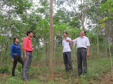 Cán bộ xã Luận Thành hướng dẫn bà con kỹ thuật chăm sóc cây cao su.