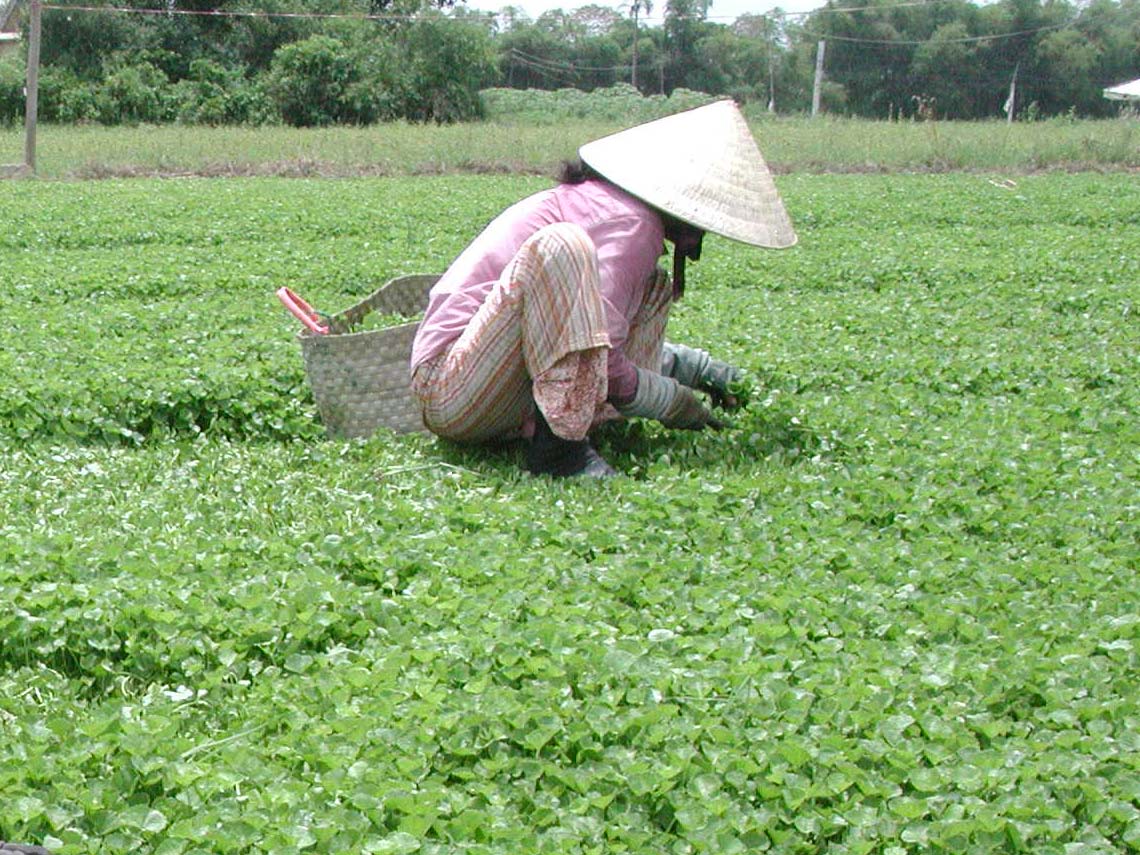 Chăm sóc rau má (Ảnh minh hạo - Nguồn Internet)