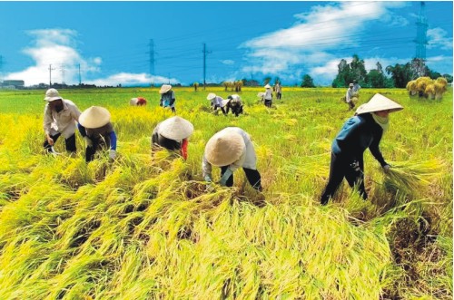 Mùa vàng bội thu ở xã Quý Lộc, huyện Yên Định, tỉnh Thanh Hóa từ chương trình xây dựng nông thôn mới (Nguồn ảnh: Trang tin điện tử huyện Yên Định)