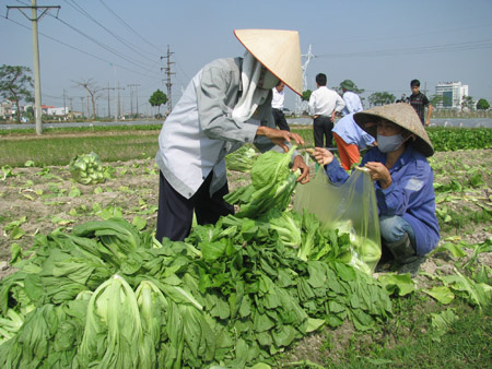 Sản xuất RAT tại Đông Anh, Hà Nội. 