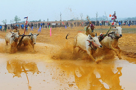 Bò Bảy  Núi trổ tài đua tại Làng Văn hóa các dân tộc Việt Nam (Sơn Tây, Hà Nội).