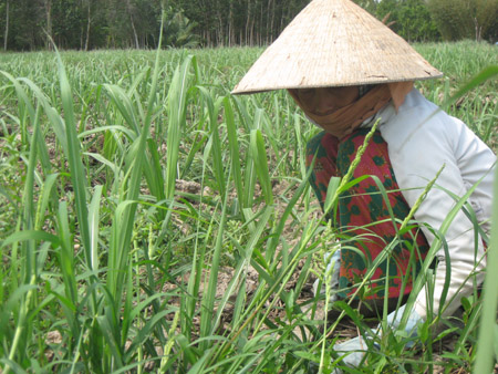 Giá thu mía trong nước có thể giảm mạnh nếu HAGL được chấp thuận nhập khẩu đường từ Lào về Việt Nam.
